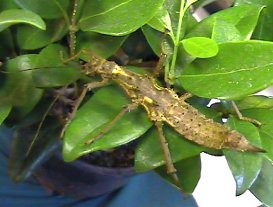 PSG 118 Aretaon asperrimus ad female